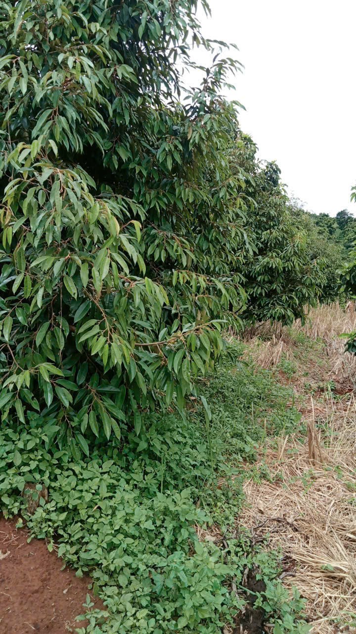 ĐẤT ĐẸP – GIÁ TỐT–CHÍNH CHỦ CẦN BÁN ĐẤT VƯỜN Thôn Quảng Bình, xã Nghĩa Thắng, Đăk R Lấp , Đăk Nông 15992399