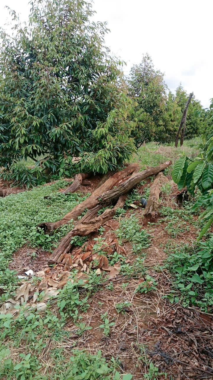 ĐẤT ĐẸP – GIÁ TỐT–CHÍNH CHỦ CẦN BÁN ĐẤT VƯỜN Thôn Quảng Bình, xã Nghĩa Thắng, Đăk R Lấp , Đăk Nông 15992399