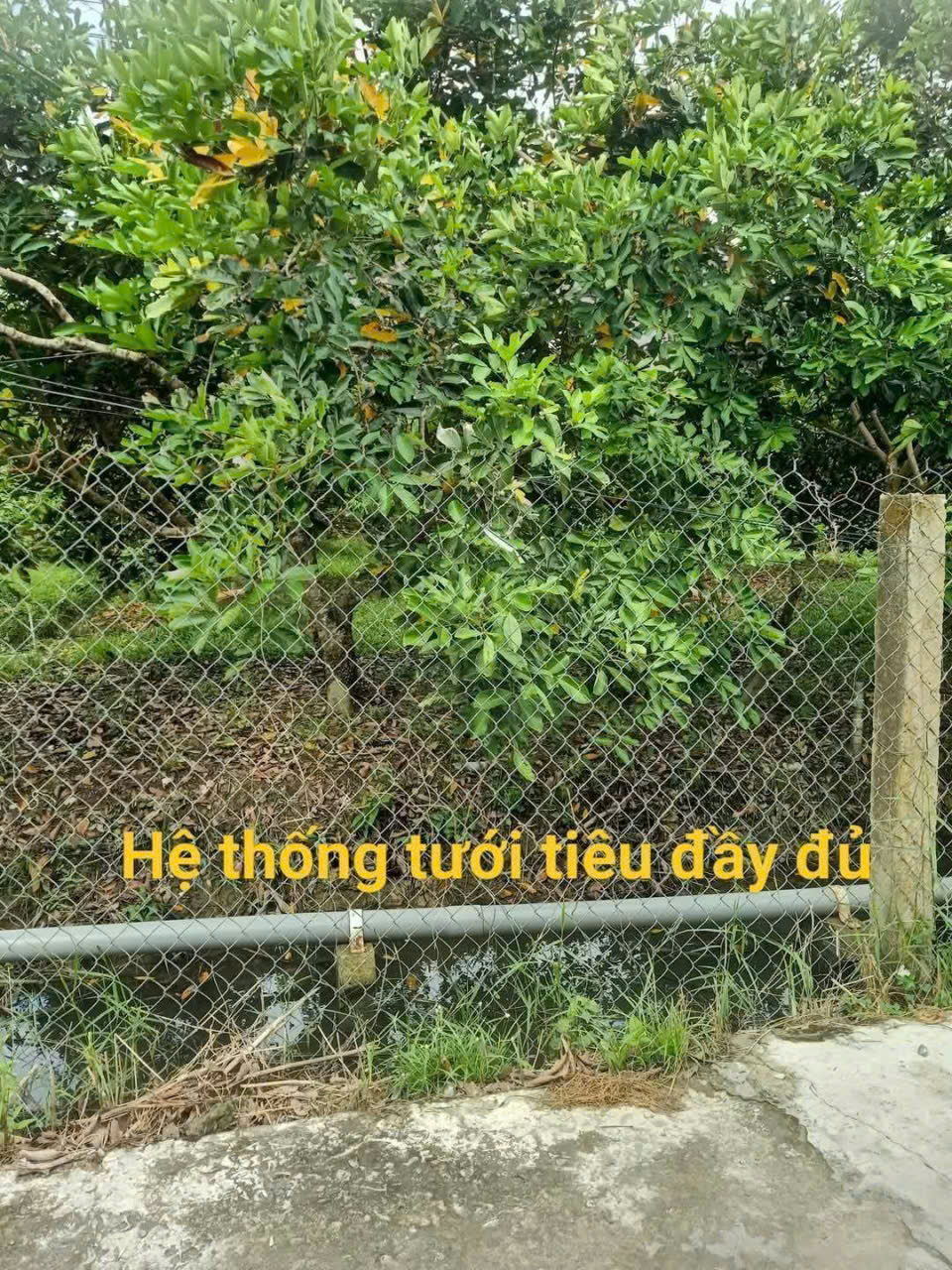 Giảm ngay 100tr - Sở hữu ngay vườn trái cây đẹp - Xã An Bình, Vĩnh Long - Khu dân cư hiện hữu 15992536