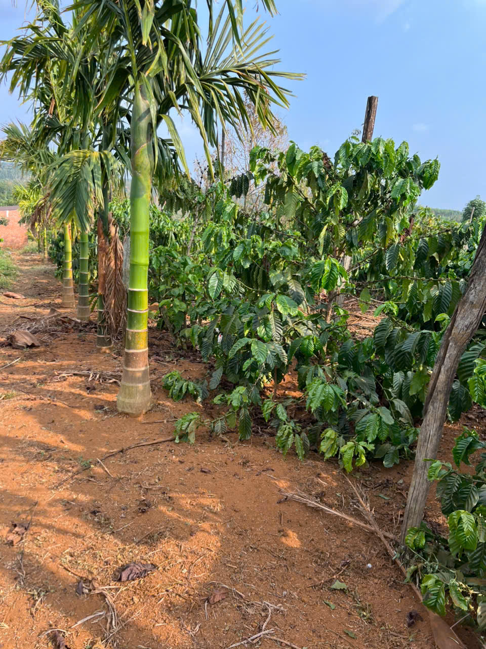 BÁN ĐẤT RẪY CAFE – DIỆN TÍCH LỚN, SẴN THU HOẠCH 15992543