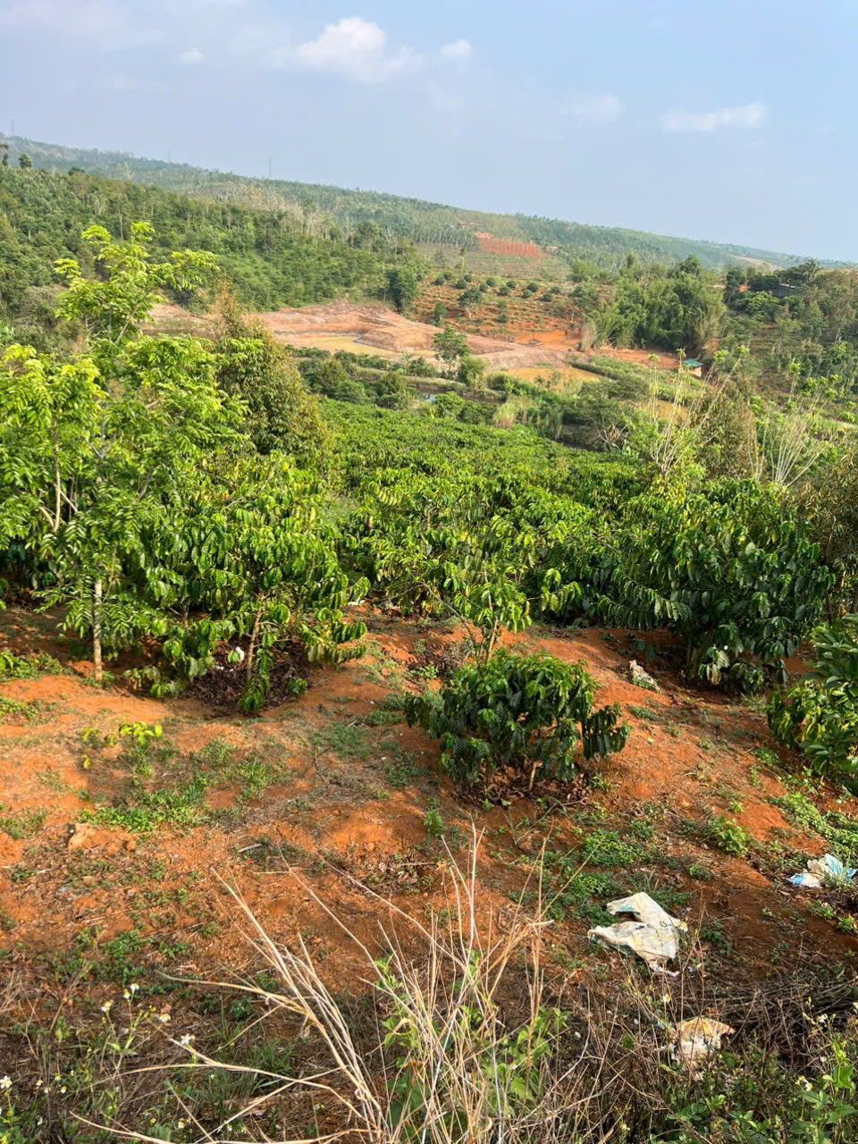 BÁN ĐẤT RẪY CAFE – DIỆN TÍCH LỚN, SẴN THU HOẠCH 15992543