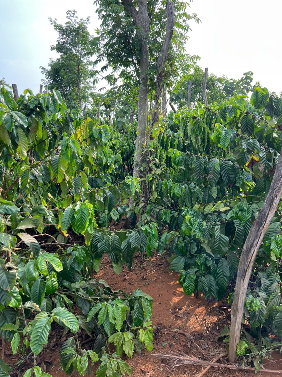 BÁN ĐẤT RẪY CAFE – DIỆN TÍCH LỚN, SẴN THU HOẠCH 15992543