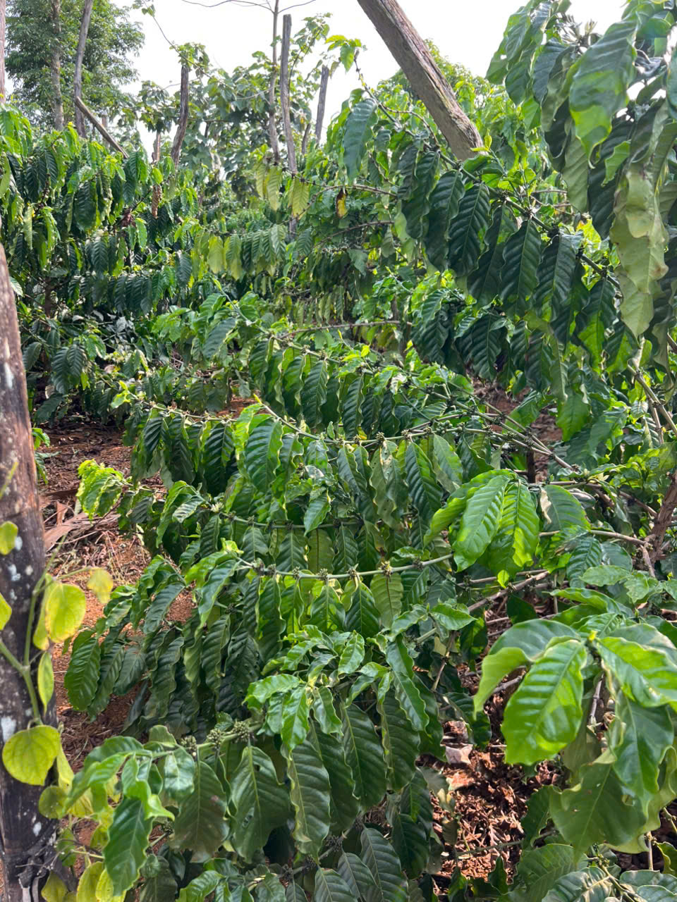 BÁN ĐẤT RẪY CAFE – DIỆN TÍCH LỚN, SẴN THU HOẠCH 15992543