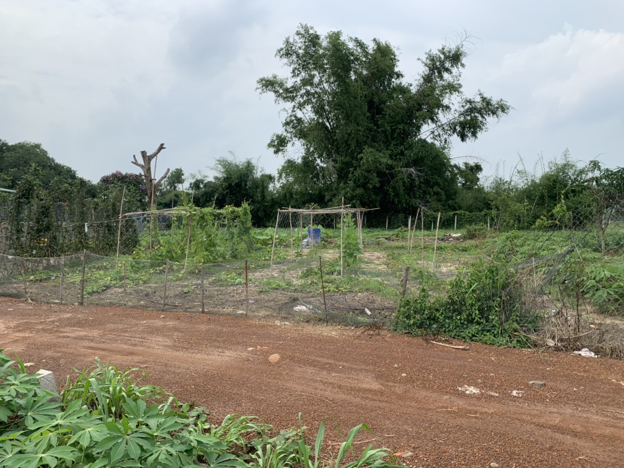 [CHÍNHCHỦ] Cần bán đất xã Láng Dài,Đất Đỏ,Bà Rịa-Vũng Tàu;1,3triệu/m2(1000m2) 15993293