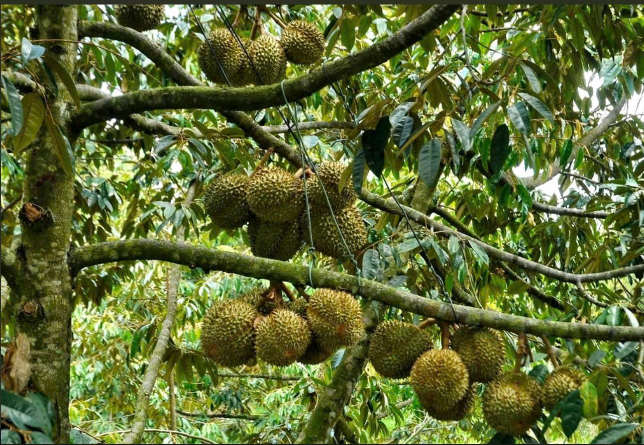 CHỦ NGỘP KO ĐÂU RẺ HƠN ĐẤT TRẢNG BÀNG 3 MẪU SẦU RIÊNG 15993556