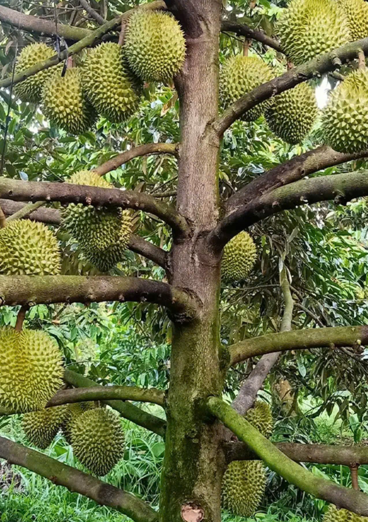 CHỦ NGỘP KO ĐÂU RẺ HƠN ĐẤT TRẢNG BÀNG 3 MẪU SẦU RIÊNG 15993556