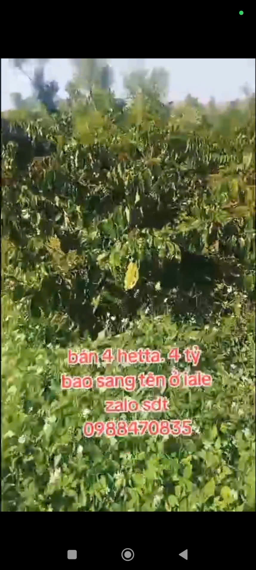 ĐẤT ĐẸP – GIÁ TỐT – CẦN BÁN GẤP LÔ ĐẤT VỊ TRÍ ĐẸPTẠI – Ia Le – Huyện Chư Pưh – Tỉnh Gia Lai 15993848