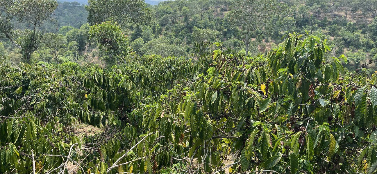 ĐẤT RẪY – GIÁ TỐT – CẦN BÁN GẤP – Quốc lộ 28 – Xã Đắk Sôr – Huyện Krông Nô – Đắk Nông 15993975