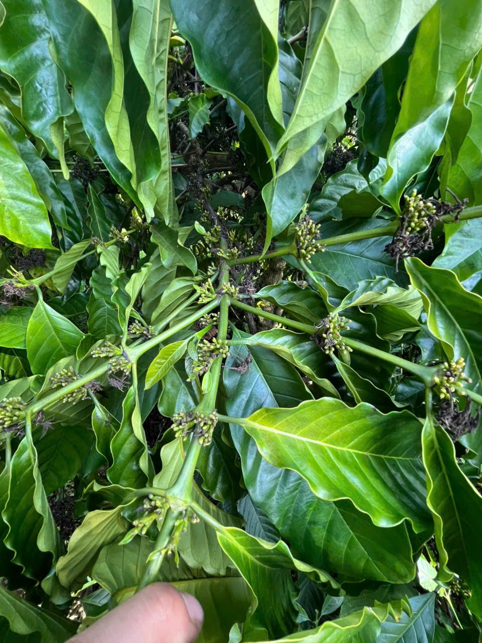 ĐẤT RẪY – GIÁ TỐT – CẦN BÁN GẤP – Quốc lộ 28 – Xã Đắk Sôr – Huyện Krông Nô – Đắk Nông 15993975