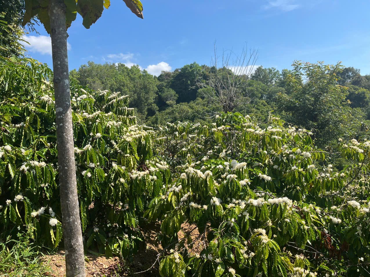 ĐẤT RẪY – GIÁ TỐT – CẦN BÁN GẤP – Quốc lộ 28 – Xã Đắk Sôr – Huyện Krông Nô – Đắk Nông 15993975