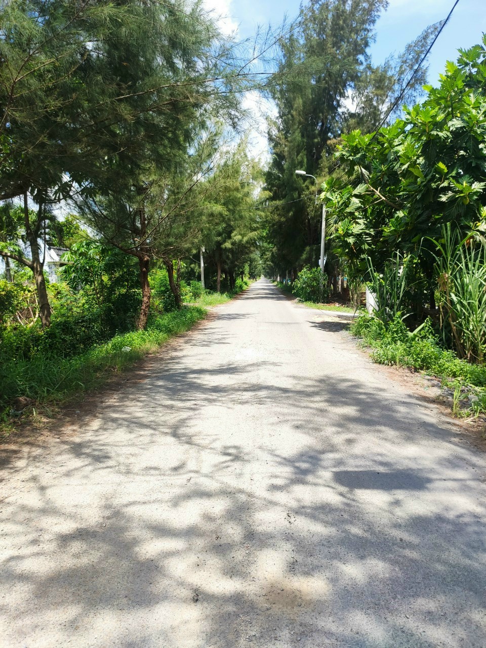 CẦN BÁN 1HA ĐẤT LÚA ĐƯỜNG ĐÊ SỐ 3 15994000