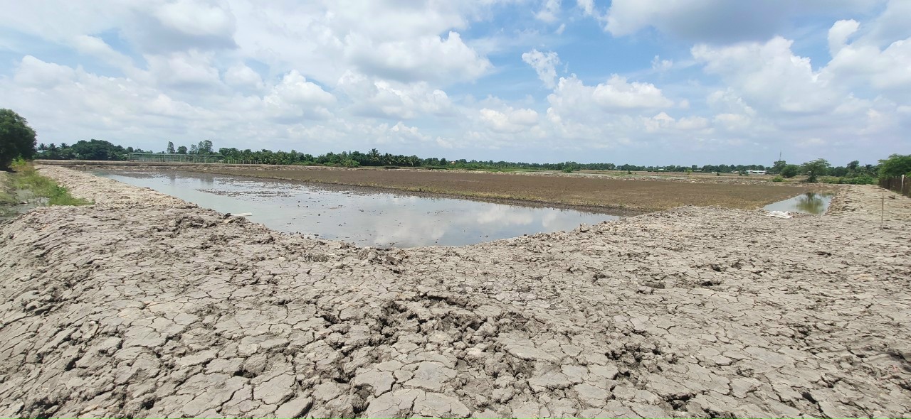 CẦN BÁN 1HA ĐẤT LÚA ĐƯỜNG ĐÊ SỐ 3 15994000