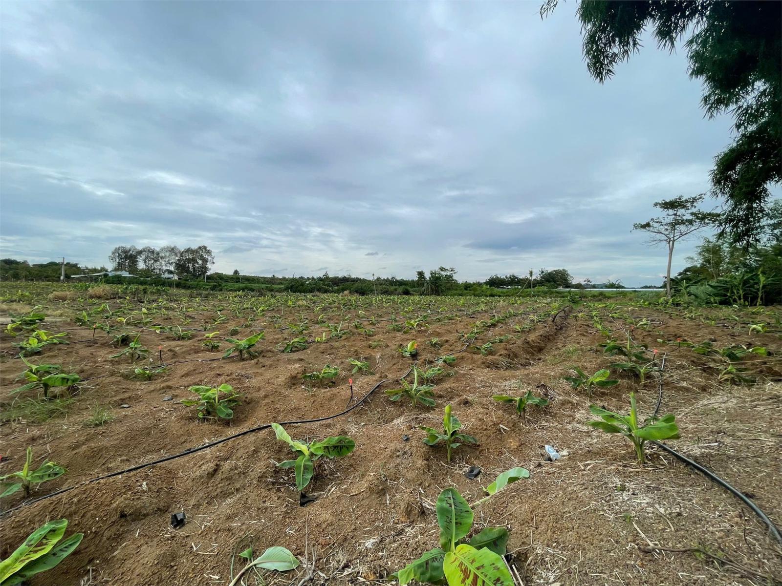 CƠ HỘI ĐẦU TƯ SIÊU HẤP DẪN - CẦN BÁN GẤP ĐẤT – GIÁ NGỘP HIẾM CÓ TẠI Sông Ray, Cẩm Mỹ 15994037