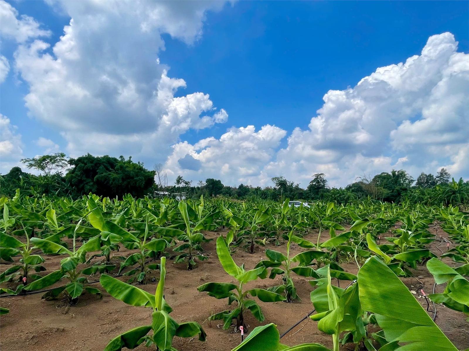 CƠ HỘI ĐẦU TƯ SIÊU HẤP DẪN - CẦN BÁN GẤP ĐẤT – GIÁ NGỘP HIẾM CÓ TẠI Sông Ray, Cẩm Mỹ 15994037