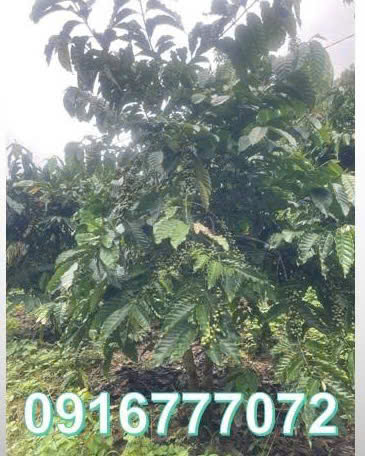 CẦN BÁN LÔ ĐẤT VƯỜN CÀ PHÊ GẦN ĐÀ LẠT - XÃ NAM BAN - LÂM HÀ - LÂM ĐỒNG 15994211