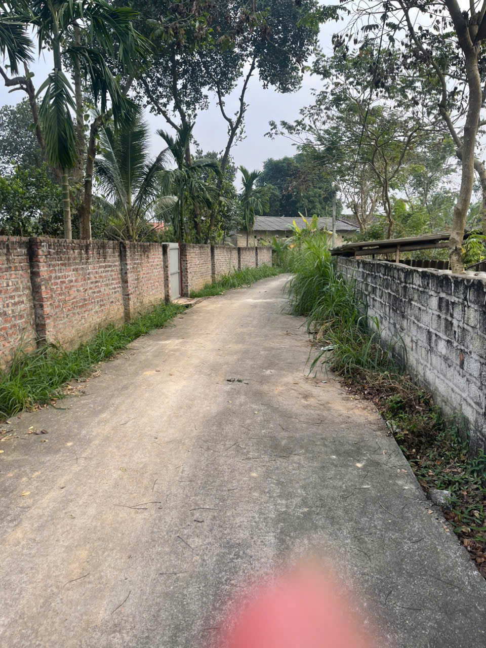 BÁN ĐẤT VƯỜN GIÁ RẺ – TIỀM NĂNG ĐẦU TƯ CAO TẠI TAM DƯƠNG 15994341