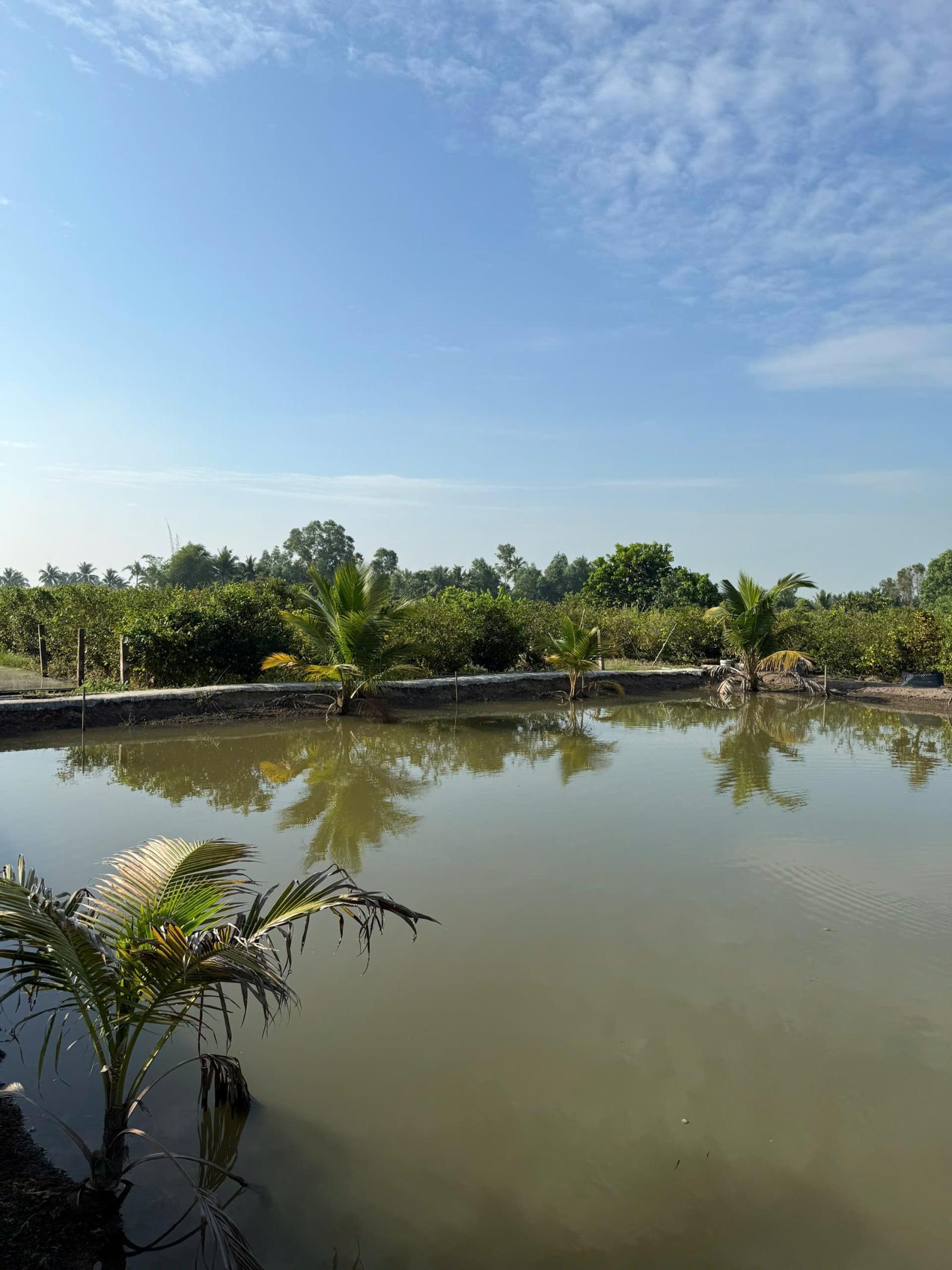 SIÊU PHẨM ĐẦU TƯ - Đất Vườn 1ha - 2.000 Cây Mai - Lợi Nhuận Hấp Dẫn xã Tân Thành, Thủ Thừa, Long An 15994643