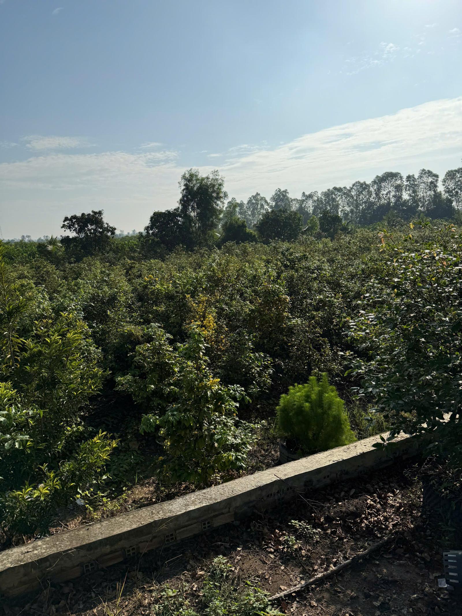 SIÊU PHẨM ĐẦU TƯ - Đất Vườn 1ha - 2.000 Cây Mai - Lợi Nhuận Hấp Dẫn xã Tân Thành, Thủ Thừa, Long An 15994643