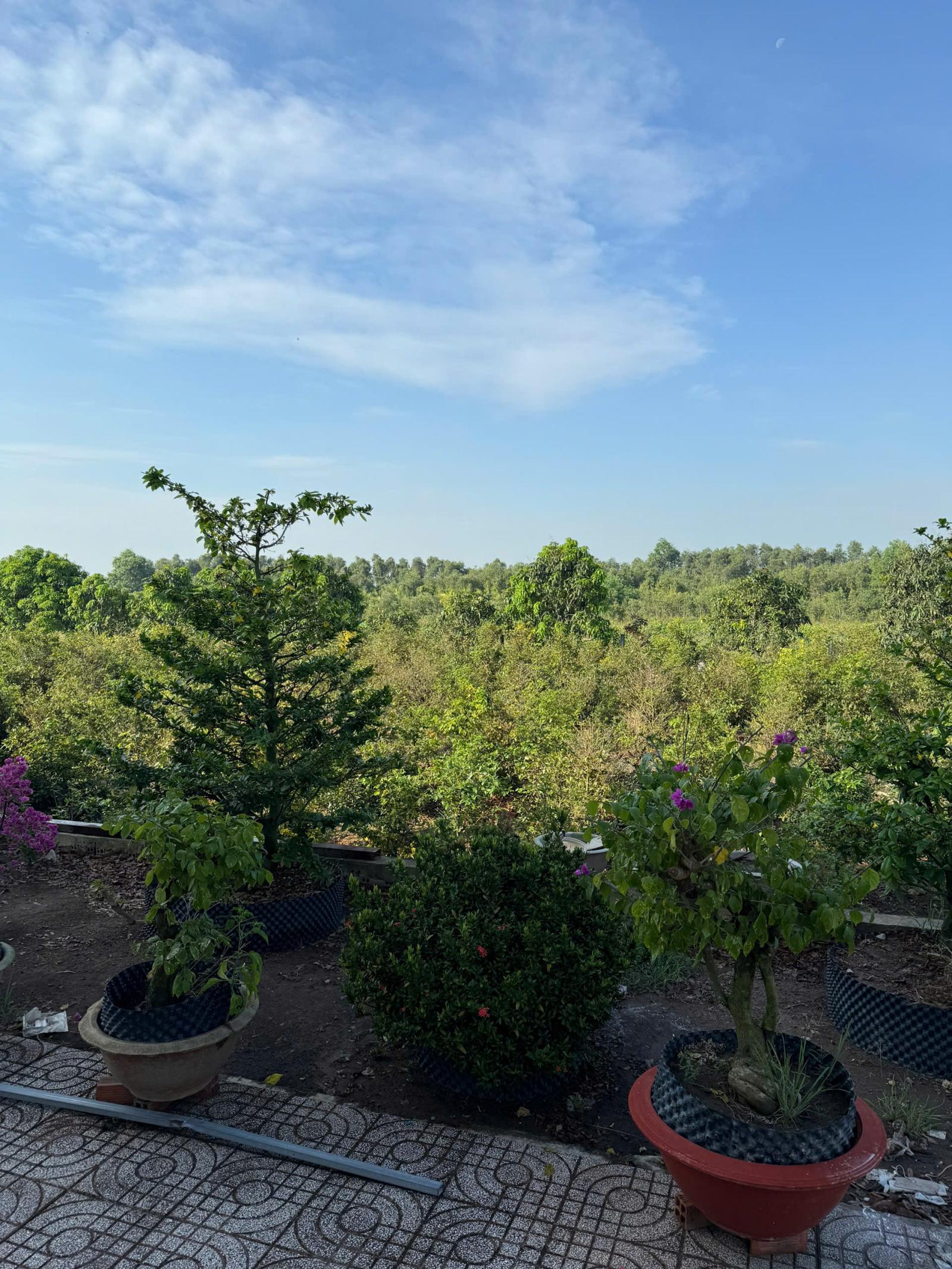 SIÊU PHẨM ĐẦU TƯ - Đất Vườn 1ha - 2.000 Cây Mai - Lợi Nhuận Hấp Dẫn xã Tân Thành, Thủ Thừa, Long An 15994643