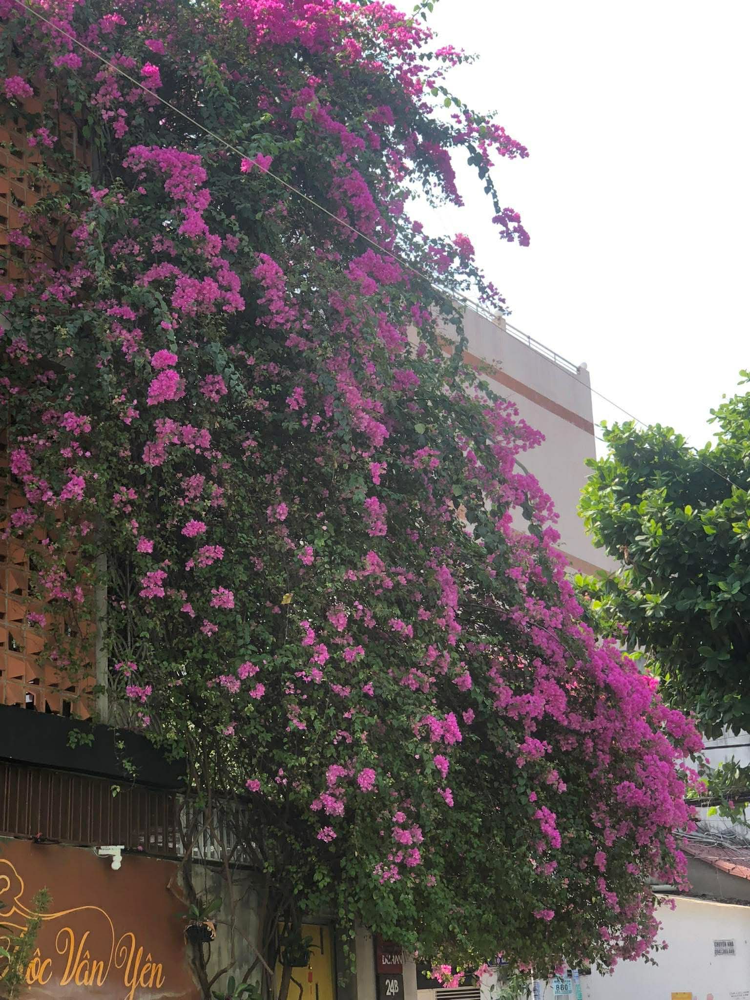 NHỎ XINH ÂU CƠ #3tỷ x NHỎ
Xe hơi đổ cổng hẻm ngay mặt tiền đường 15994734