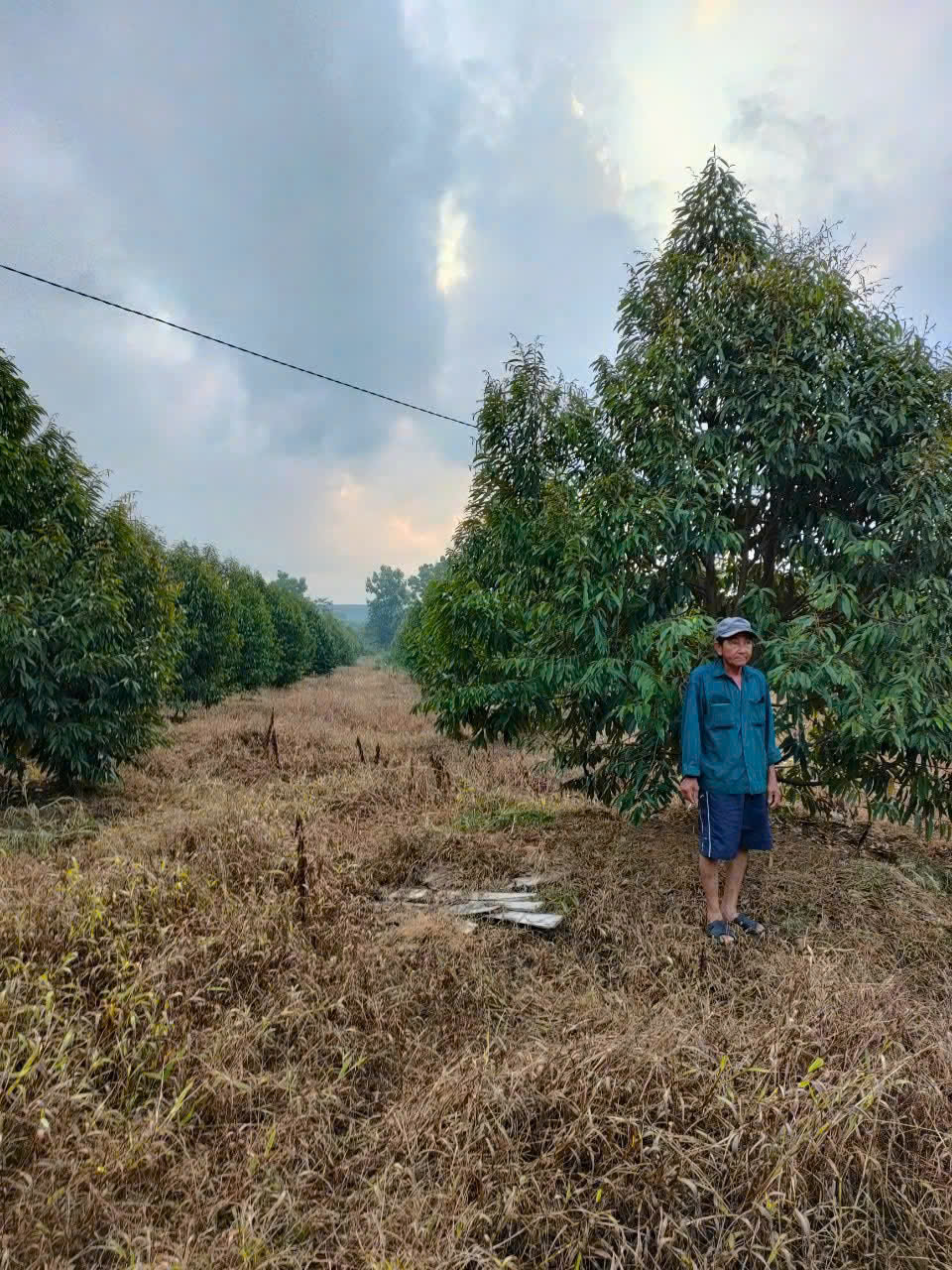 BÁN GẤP VƯỜN SẦU RIÊNG 10HA – ĐANG KHAI THÁC, CÓ THU NHẬP NGAY - Huyện Định Quán,Tỉnh Đồng Nai 15995238