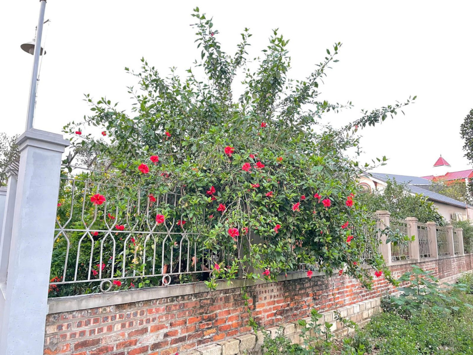 BÁN ĐẤT XÂY NHÀ TRỌ TÂM ĐIỂM KHU CÔNG NGHỆ CAO HÒA LẠC SÁT CÁC TRƯỜNG ĐẠI HỌC LỚN 15995250