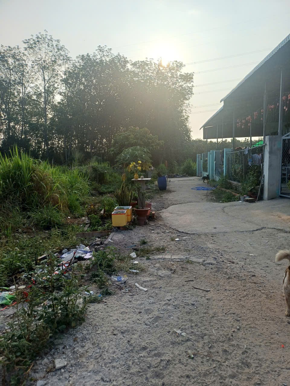 ĐẤT ĐẸP - GIÁ TỐT CHÍNH CHỦ BÁN NHANH LÔ ĐẤT HAI MẶT TIỀN 6X44 (60MTC) Xã An Điền, Thị xã Bến Cát 15995447