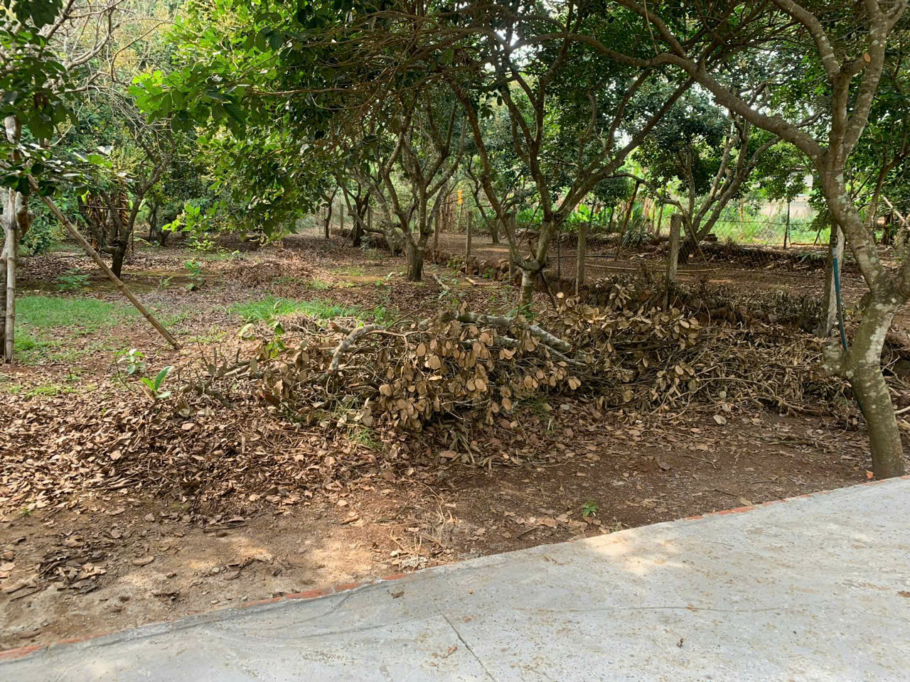 Chỉ 1.68 tỷ (bớt lộc) - Bán Vườn Chôm Chôm Xã Bàu Hàm 2 - Thống nhất - Đồng Nai 15997181