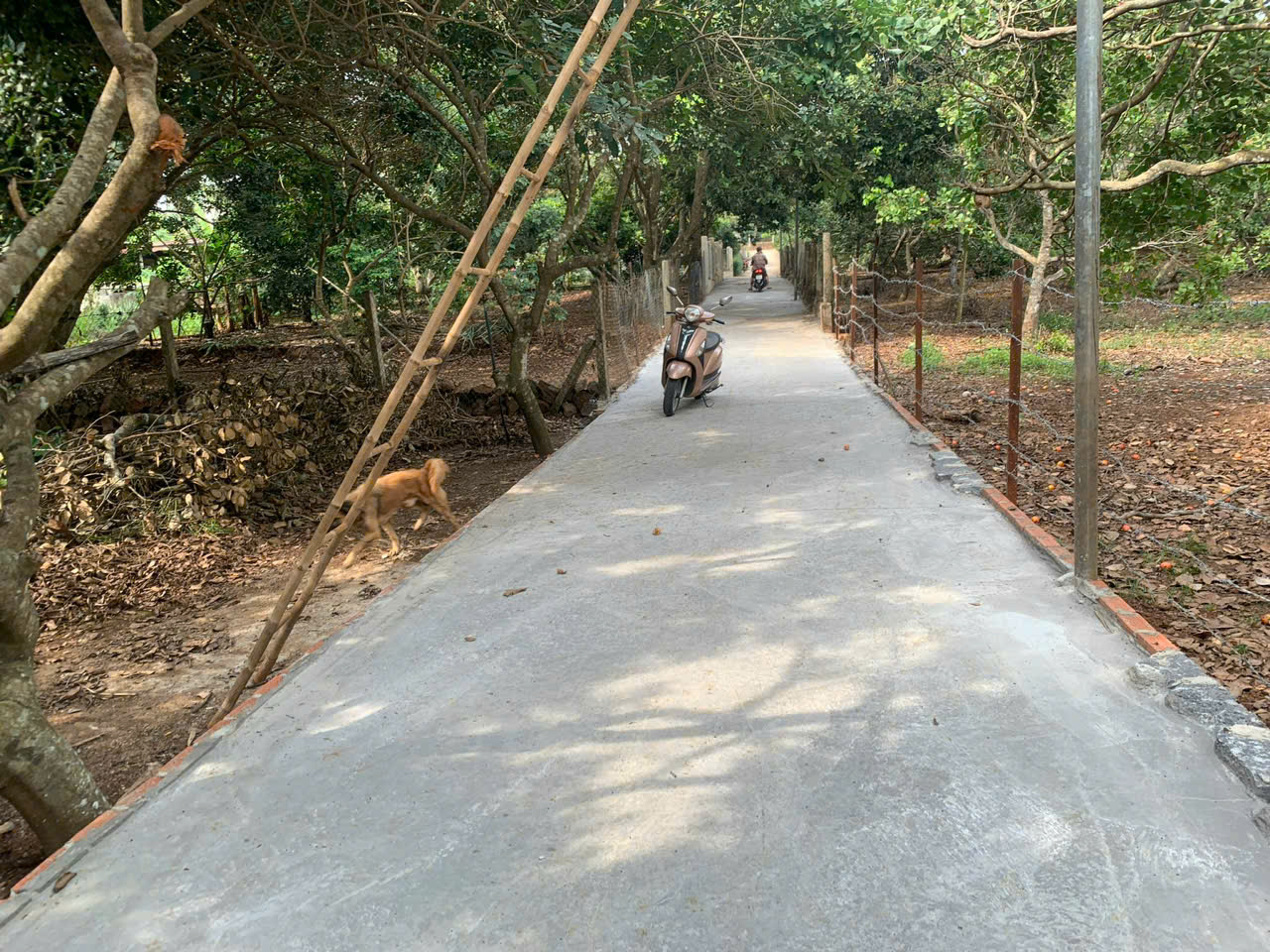 Chỉ 1.68 tỷ (bớt lộc) - Bán Vườn Chôm Chôm Xã Bàu Hàm 2 - Thống nhất - Đồng Nai 15997181