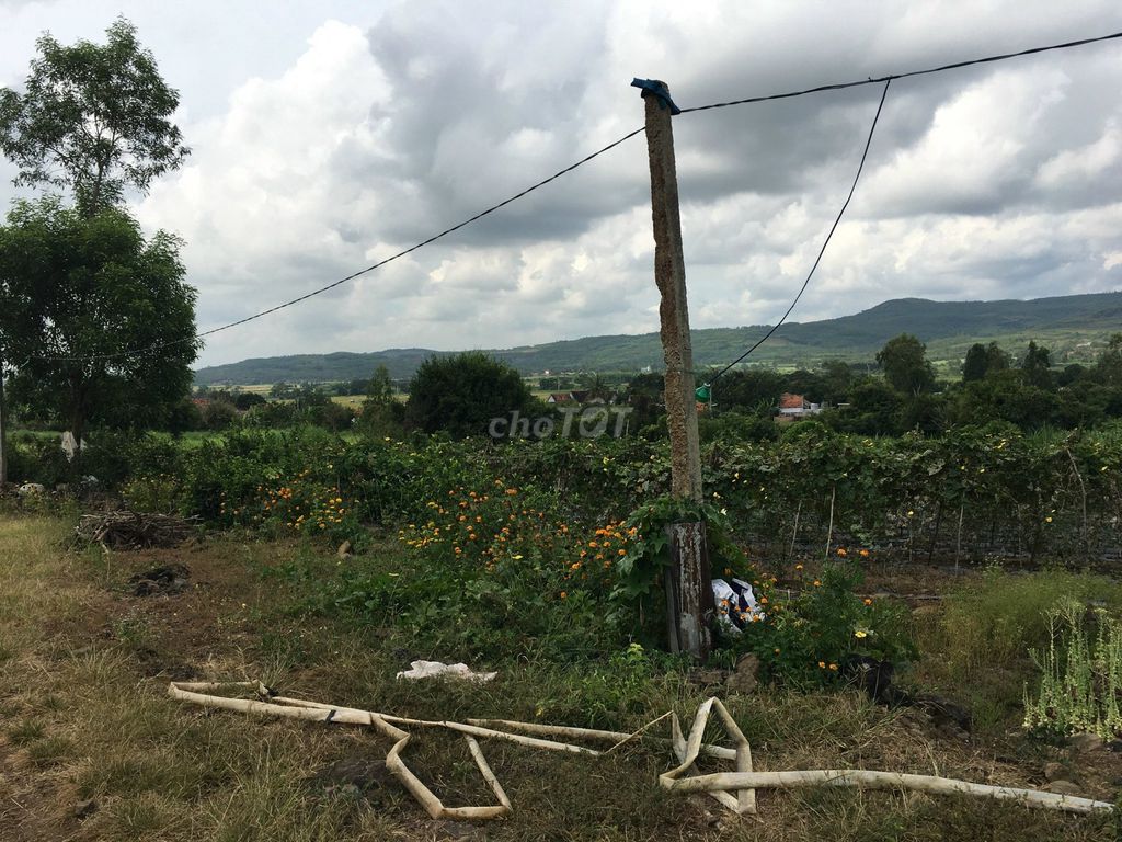 CẦN CHUYỂN NHƯỢNG GẤP ĐẤT RỪNG SẢN XUẤT (RSX) – CHÍNH CHỦ 15997383