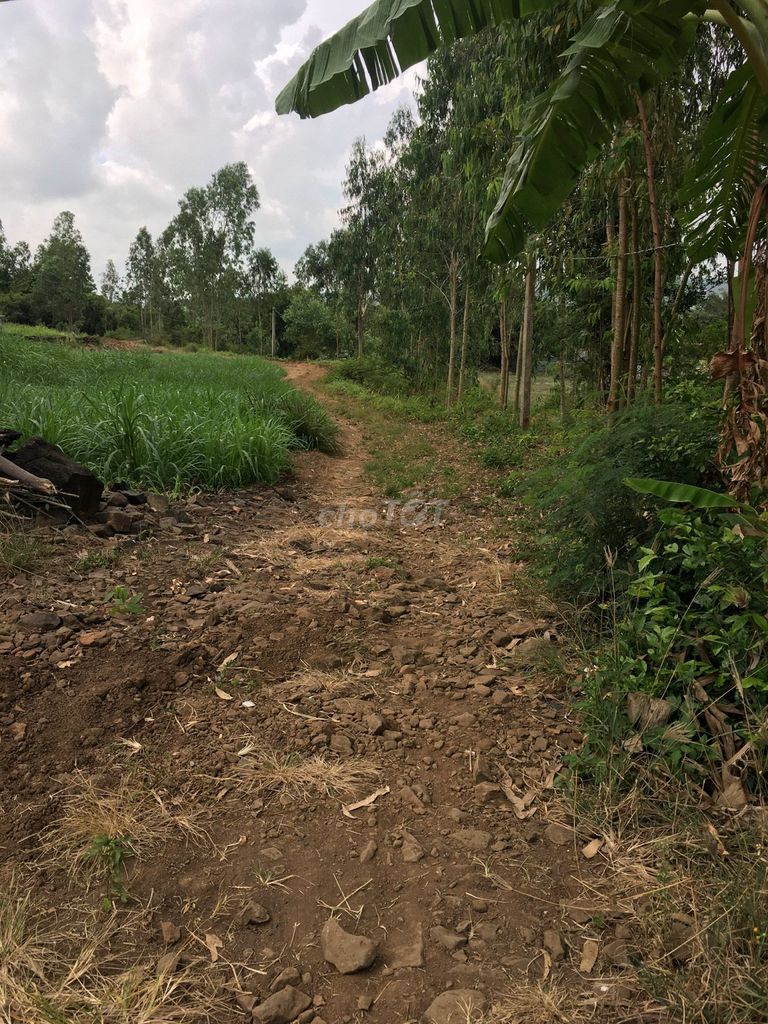 CẦN CHUYỂN NHƯỢNG GẤP ĐẤT RỪNG SẢN XUẤT (RSX) – CHÍNH CHỦ 15997383