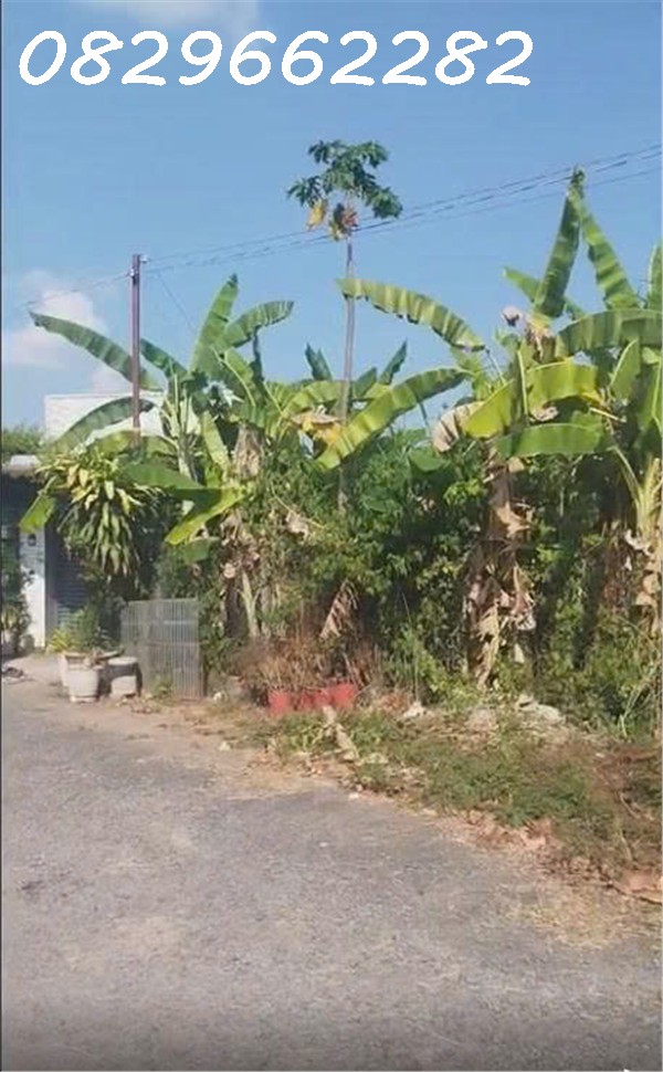 Chỉ 10 triệu/ m2, Sở Hữu Ngay Đất Thổ Cư Sổ Hồng Riêng 96m2 Đường Nhựa, KDC đường 853, Tân Phú 15998258