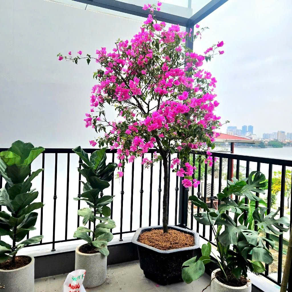 BÁN GẤP NHÀ THỤY KHUÊ TT TÂY HỒ MỚI KOONG THANG MÁY FULL NỘI THẤT 12,1 TỶ

 15998442