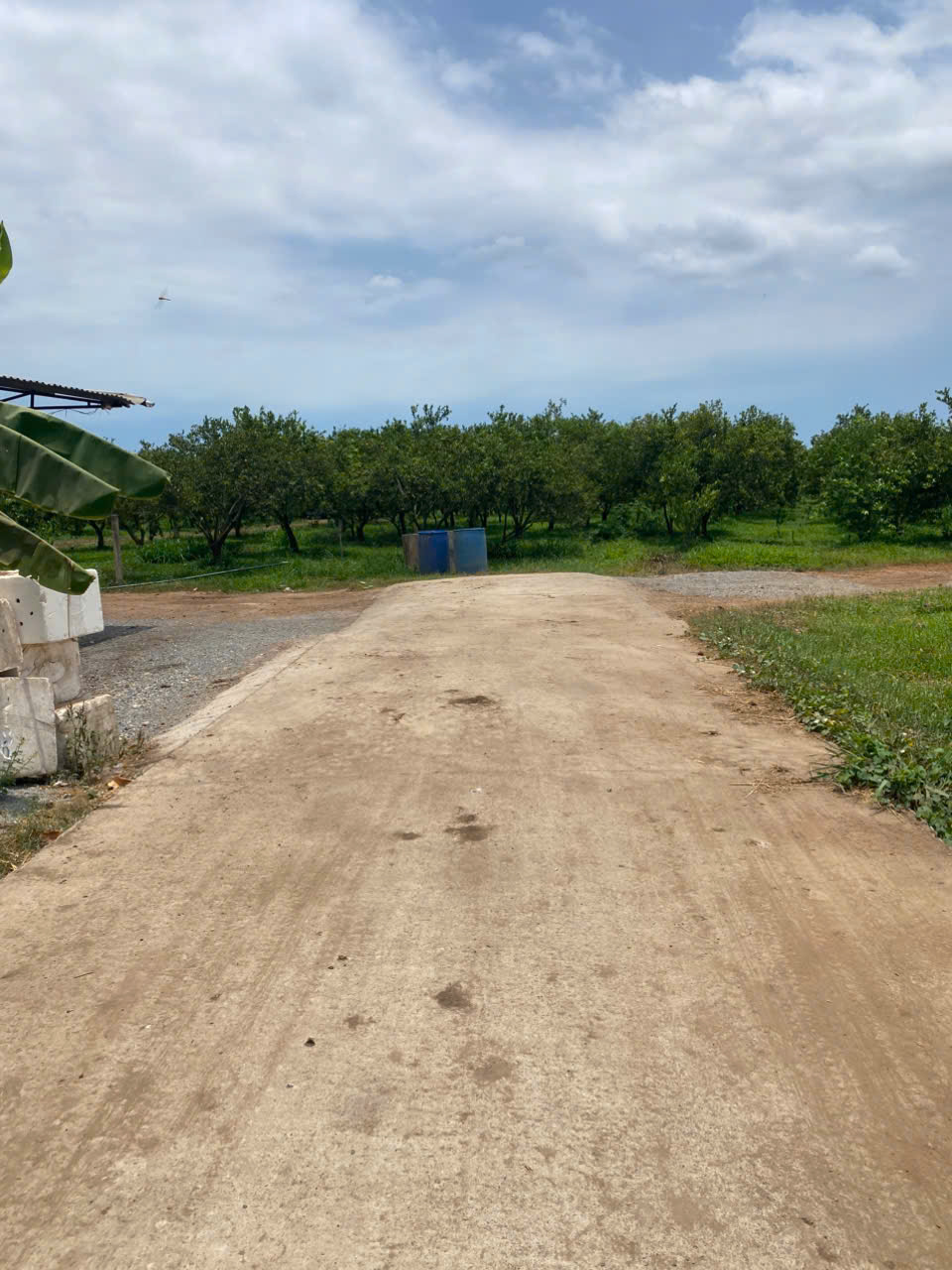 Ngộp sâu 1.2 mẫu Láng Dài- Đất Đỏ- BRVT 15998545