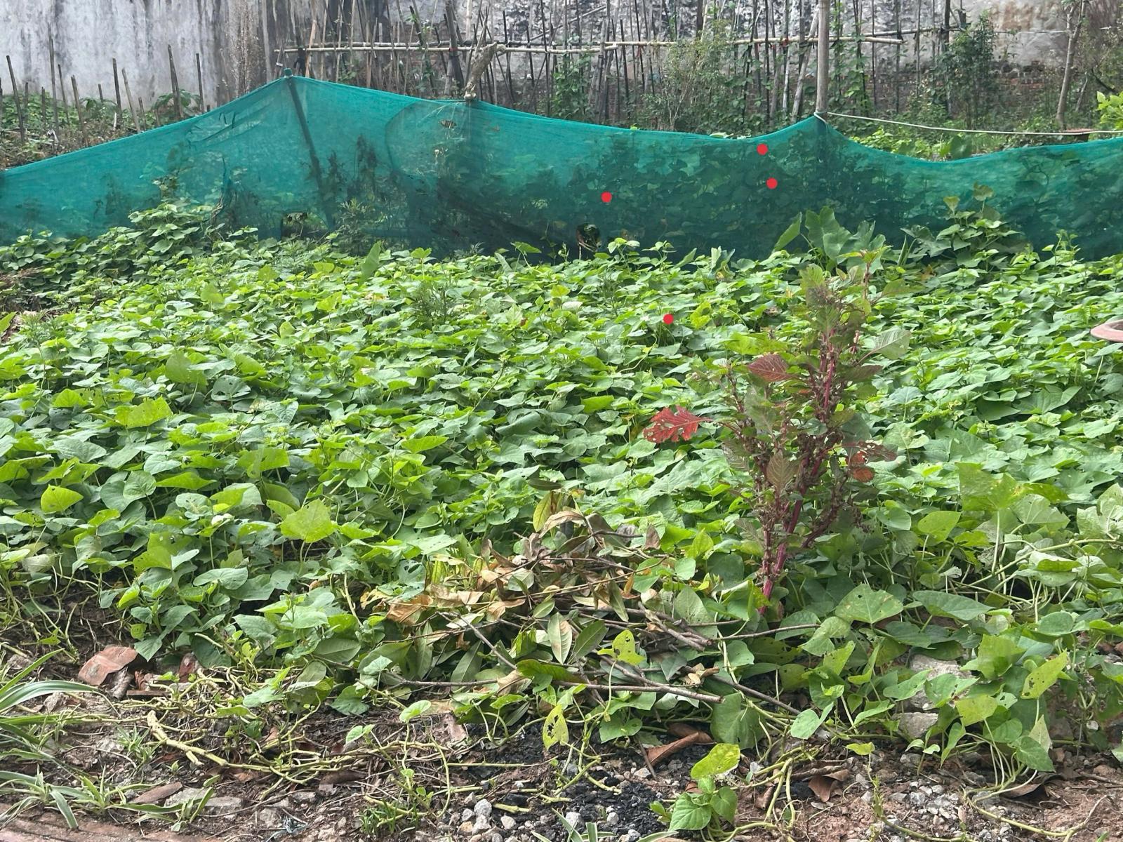 BÁN ĐẤT DƯƠNG QUANG GIA LÂM DT 45M2 GẦN Ô TÔ TRƯỜNG HỌC CÁC CẤP PHÂN KHÚC HỮU HẠN NHỈNH 2 TỶ 16001074