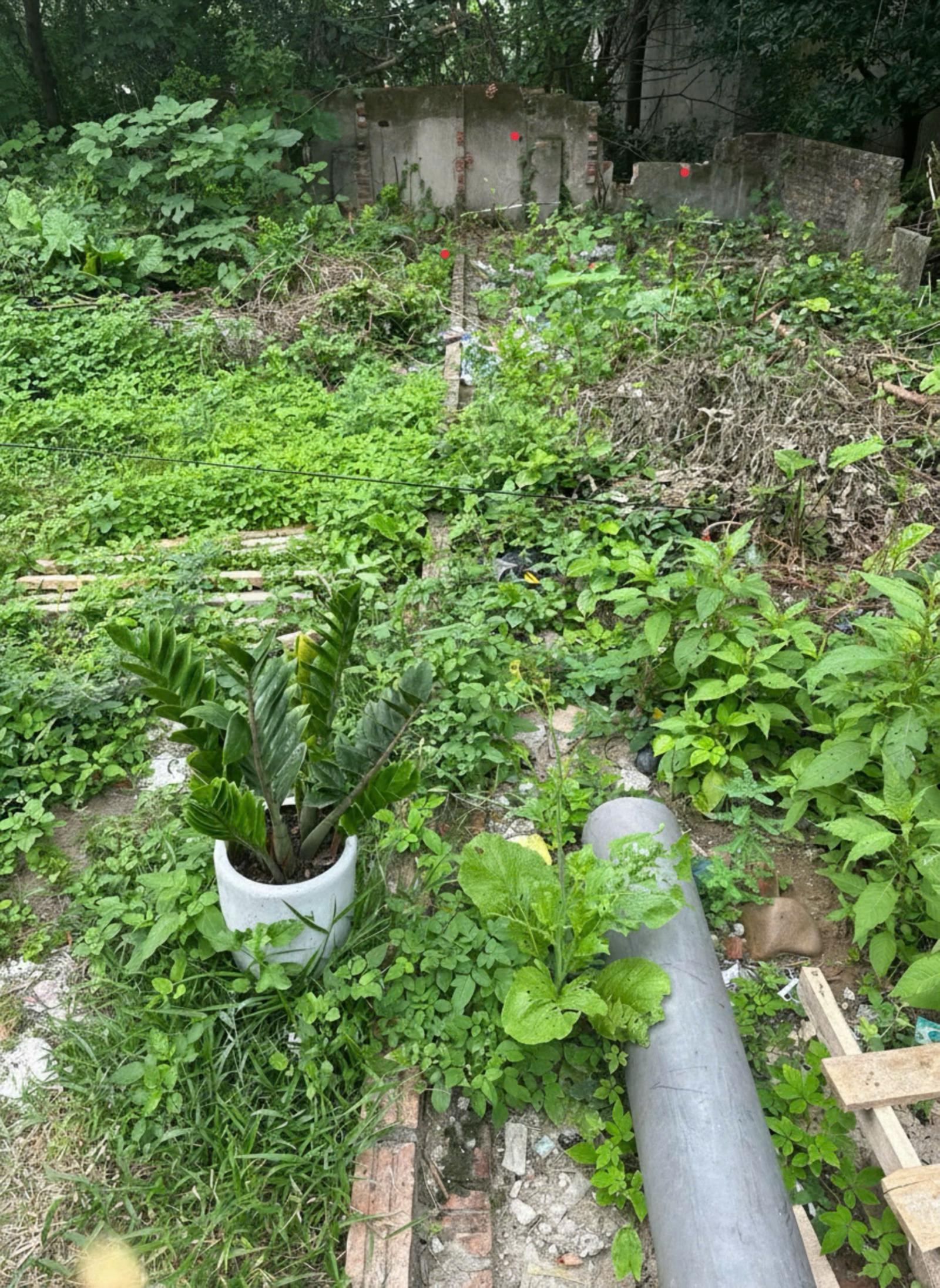 Bán đất Dương Đức Hiền Gia Lâm DT 42m2 sáng đưa con học chiều vài bước ra chợ Dòng tiền nhỏ ở sướng 16001079