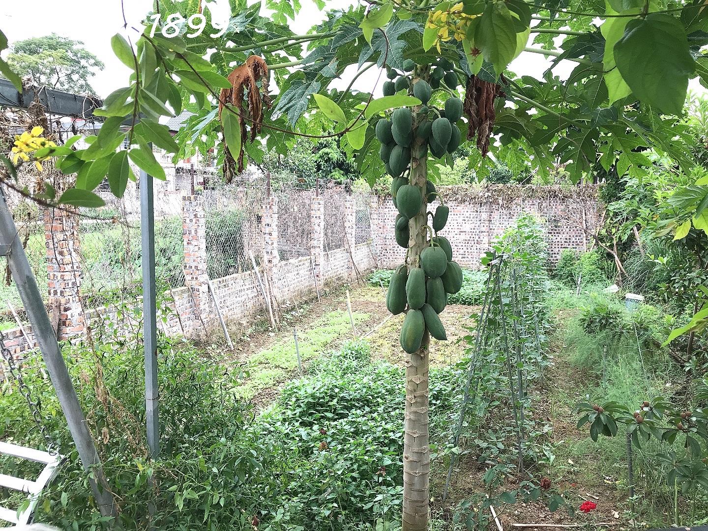Cho thê đất ( gần 500m2) tại Thôn Thượng, Sóc Sơn Hà Nội, giá thỏa thuận 16001533