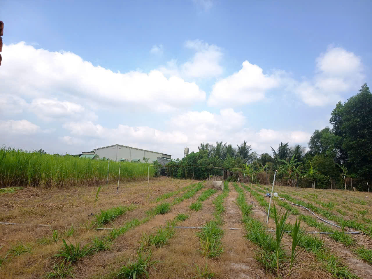 BÁN ĐẤT TÂY NINH – VỊ TRÍ ĐẸP – ĐƯỜNG NHỰA 6M – GIÁ TỐT 16002499