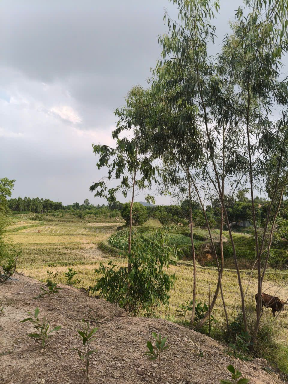 Bán đất Sóc Sơn, 100m full đất ở, 3 mặt thoáng, view cánh đồng 16003290