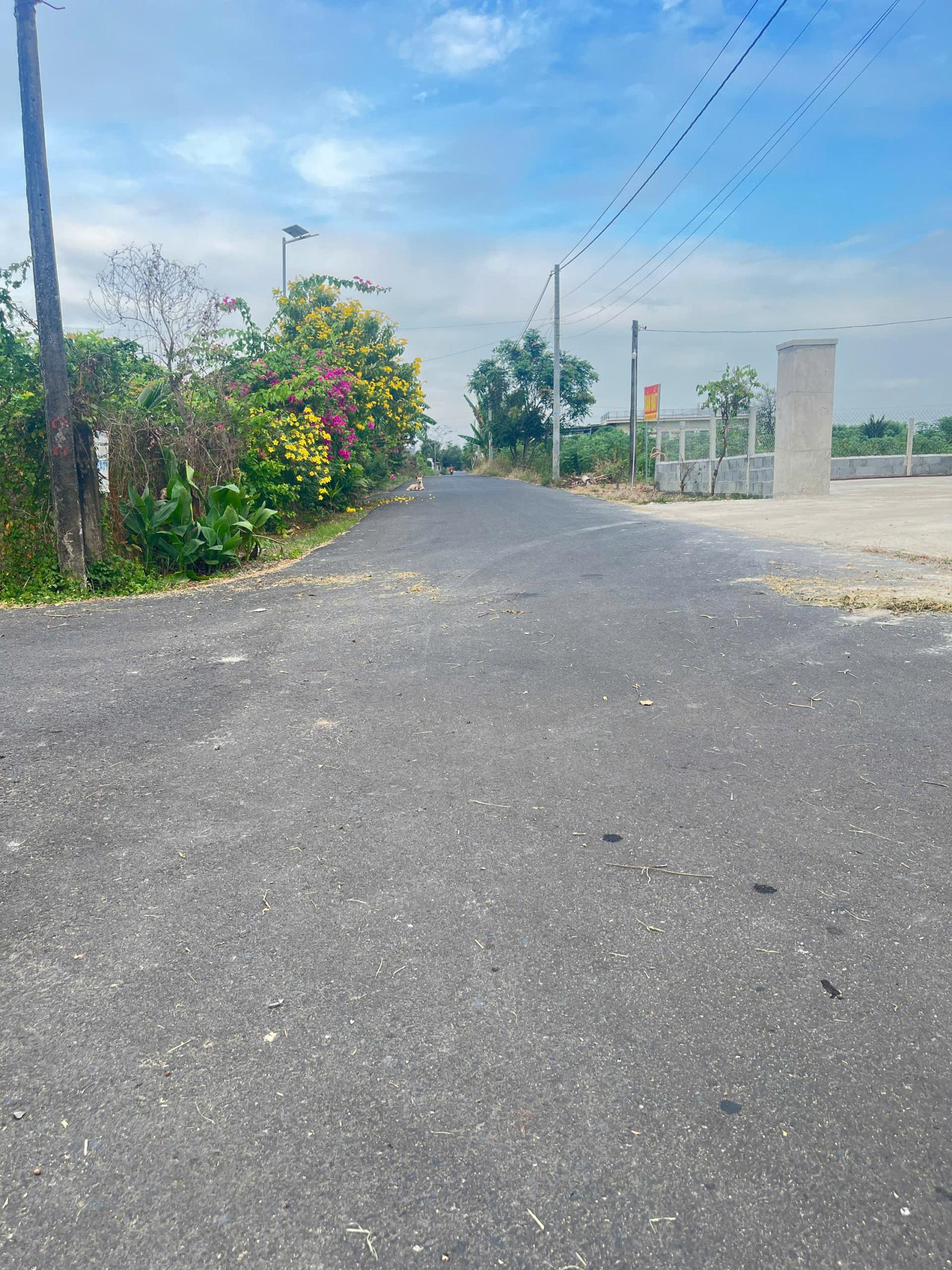 BÁN NHANH 8 LÔ ĐẤT MỖI LÔ NGANG 8M – GIÁ HIẾM KHU VỰC HỒ TRÀM 16005025