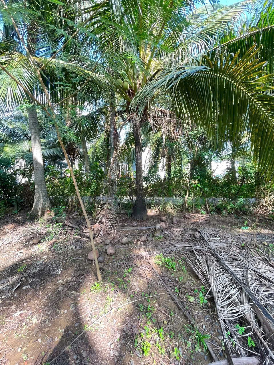 ĐẦU TƯ SINH LỜI - Chính Chủ Cần Bán Đất Vườn Tại 172 Ô4 Khu 1, Thị trấn Chợ Gạo, Tiền Giang 16005135