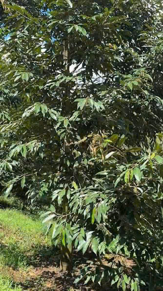 CHÍNH CHỦ BÁN 1,8 HA ĐẤT VƯỜN – CÓ SẴN NHÀ, 2 HỒ TƯỚI, SẦU RIÊNG VÀ CÀ PHÊ 16005307