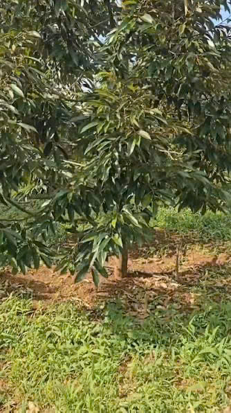 CHÍNH CHỦ BÁN 1,8 HA ĐẤT VƯỜN – CÓ SẴN NHÀ, 2 HỒ TƯỚI, SẦU RIÊNG VÀ CÀ PHÊ 16005316