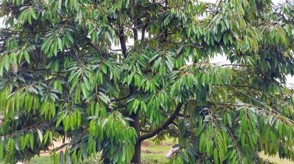 CHÍNH CHỦ BÁN 1,8 HA ĐẤT VƯỜN – CÓ SẴN NHÀ, 2 HỒ TƯỚI, SẦU RIÊNG VÀ CÀ PHÊ 16005316