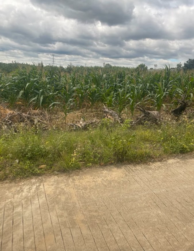 Chủ gửi bán 1,6ha đất Cư Knia cũ - đường bê tông, có cà phê, nhà và điện nước đầy đủ 16006793