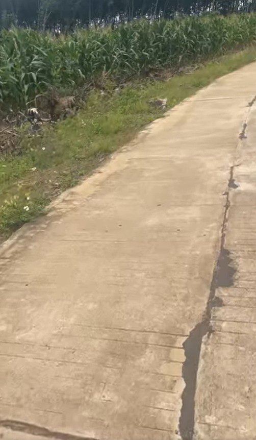 Chủ gửi bán 1,6ha đất Cư Knia cũ - đường bê tông, có cà phê, nhà và điện nước đầy đủ 16006793