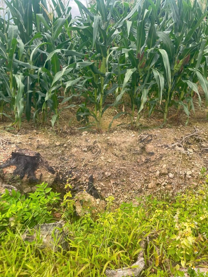 Chủ gửi bán 1,6ha đất Cư Knia cũ - đường bê tông, có cà phê, nhà và điện nước đầy đủ 16006793