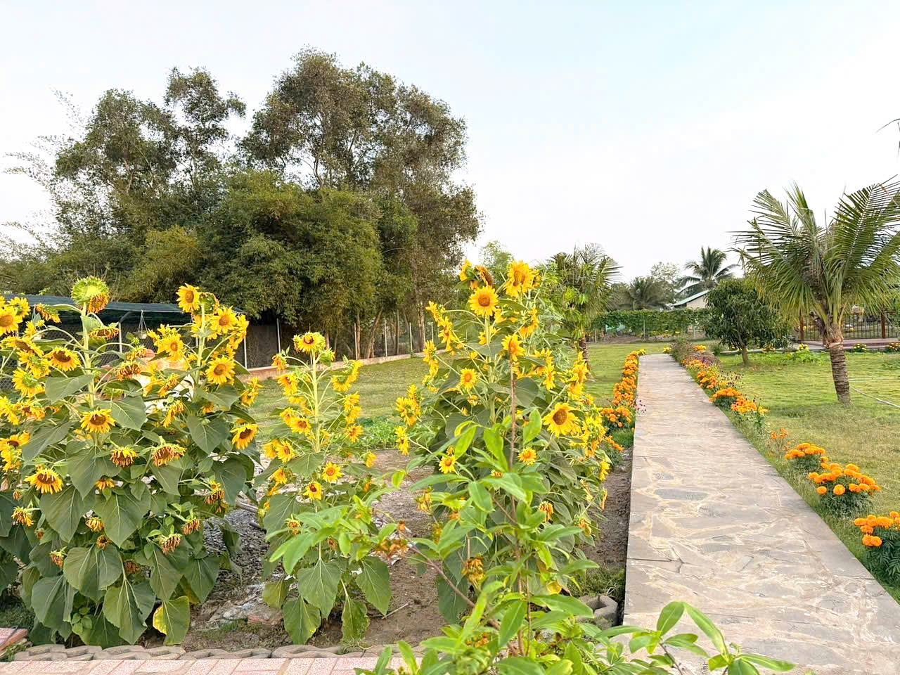 CẦN BÁN 2200M2 NHÀ VƯỜN NGHĨ DƯỠNG HẺM XE HƠI TỚI NHÀ 16006924