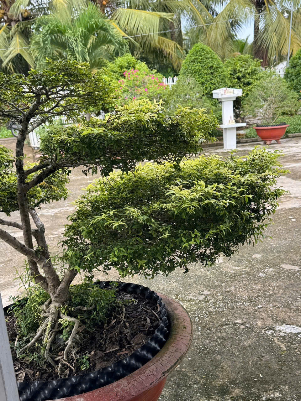 CHÍNH CHỦ CẦN BÁN ĐẤT RUỘNG GẦN ĐƯỜNG XUYÊN Á – CÓ SẴN NỀN NHÀ SÁT LỘ BÊ TÔNG CẶP BỜ KÊNH – GIÁ 2,2 16007244