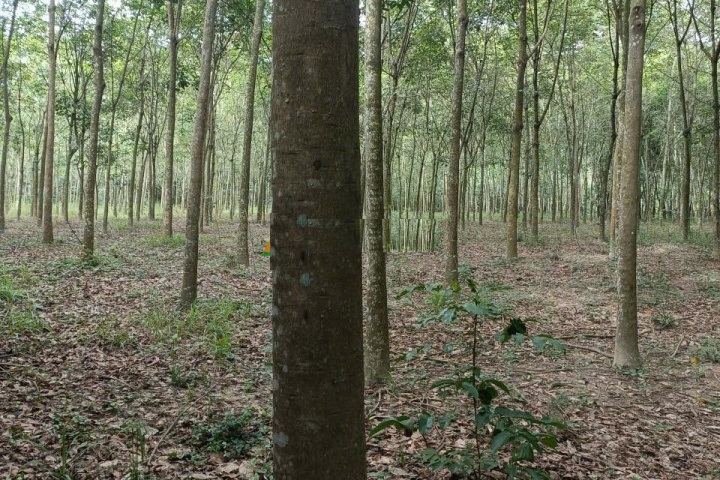 ⭐️Bán 20.000m đất giá 19.9 tỷ tại Bình Mỹ (Bắc Tân Uyên, Bình Dương), P.Bình Cơ, TP.HCM; 0334.884.346 16010253